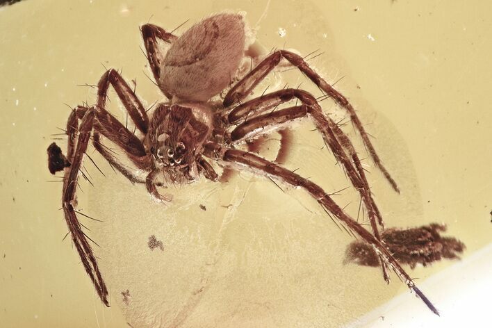 Superb Detailed Fossil Nursery Web Spider (Pisauridae) In Baltic Amber #343236